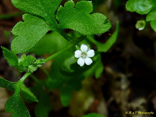 {Nemophila aphylla}